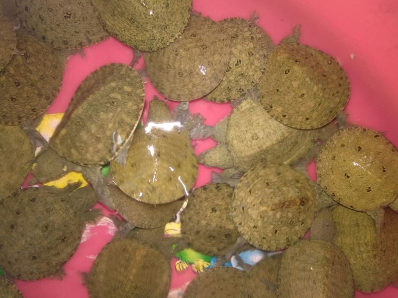 中华鳖殖专业合作社常年直供中华鳖苗，甲鱼苗，团鱼苗种。
