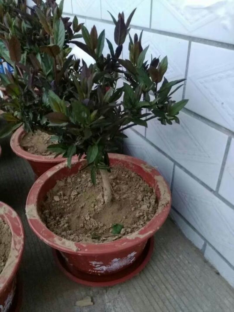 造型树