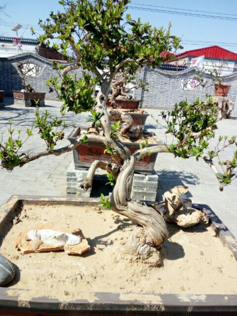 造型树
