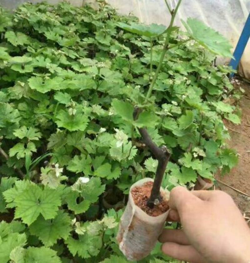 夏黑葡萄苗1年30cm以下