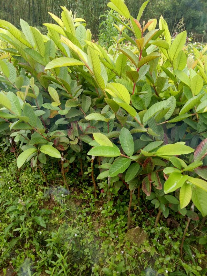西瓜番石，珍珠番石榴苗红宝石榴树苗阳台庭院均可种植