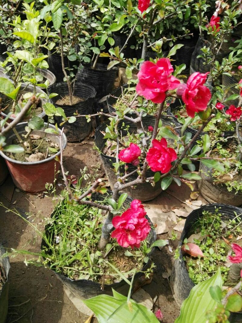 海棠老桩带花苞的