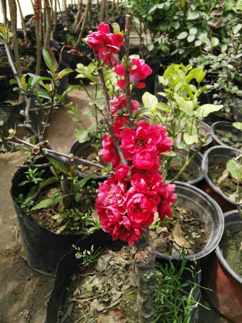 海棠老桩带花苞的