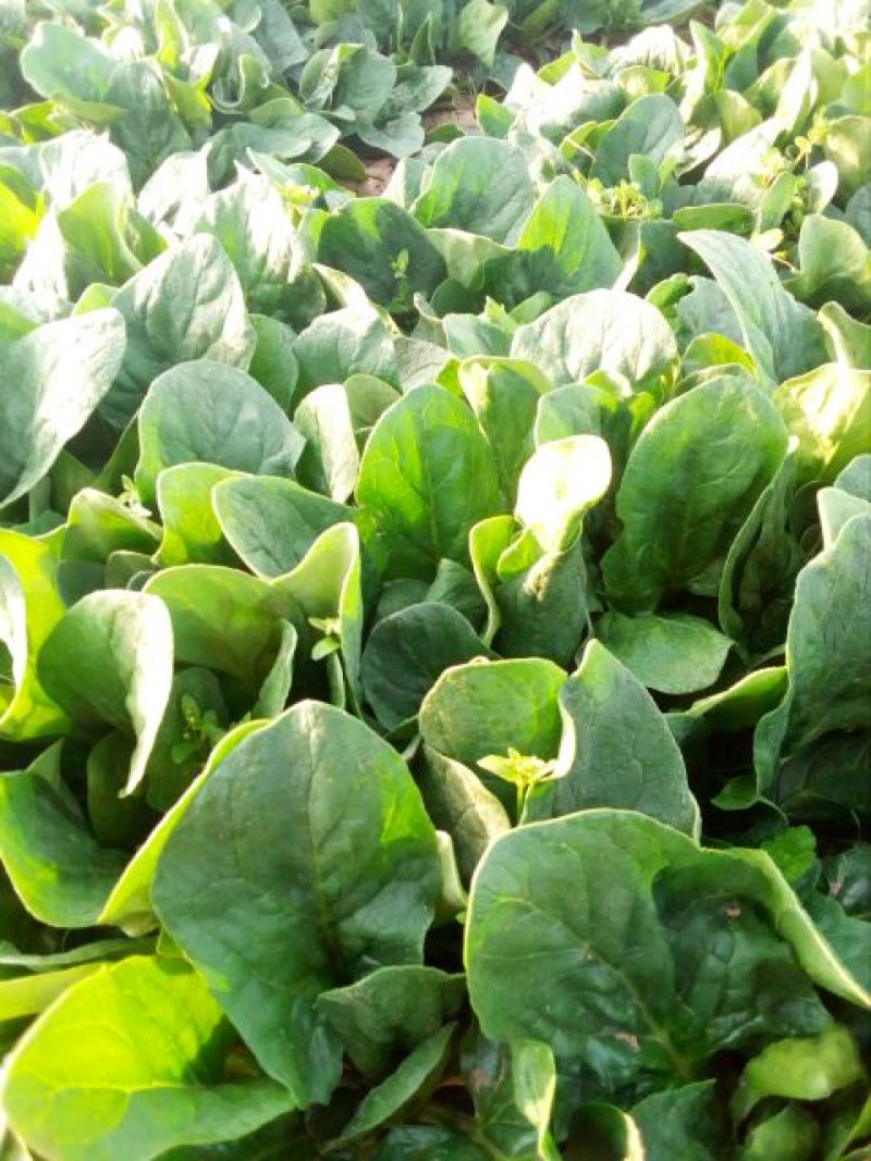 大叶菠菜10~15厘米
