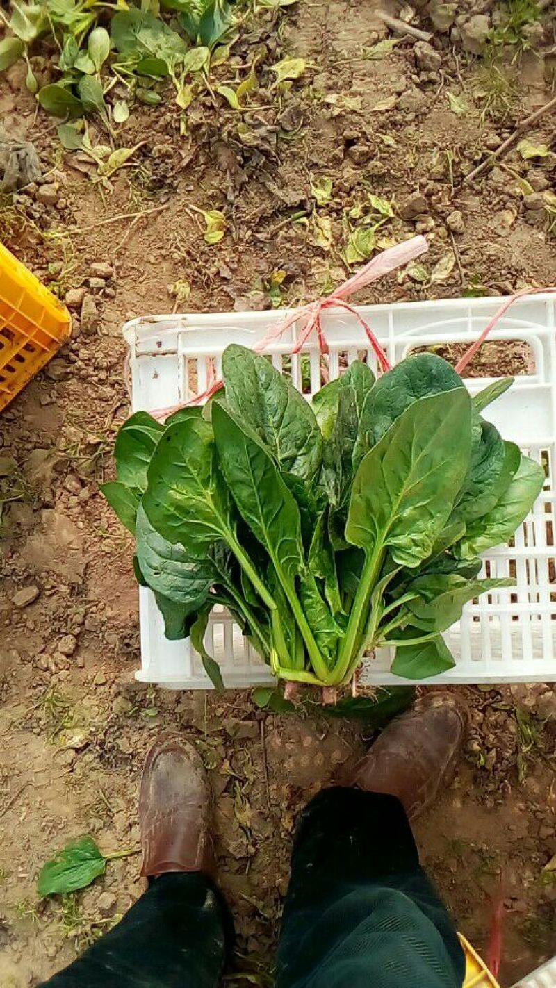 大叶菠菜10~15厘米