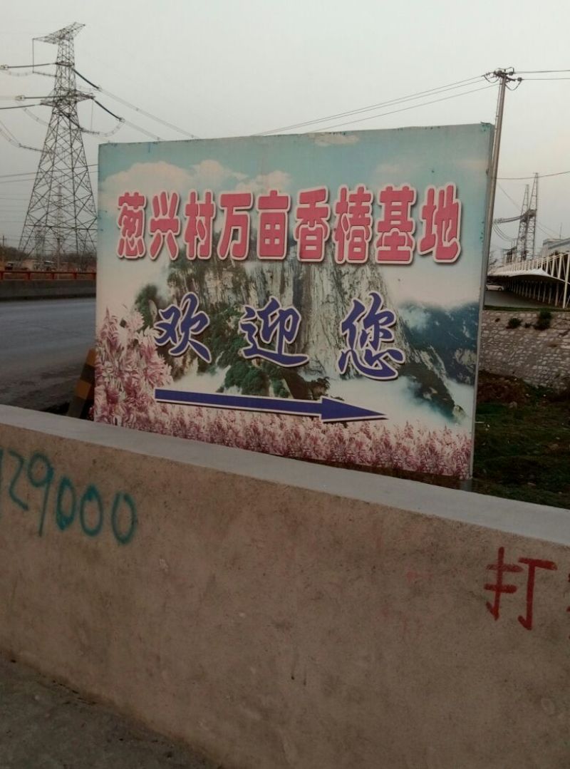 红油6号香椿苗大棚80cm以上