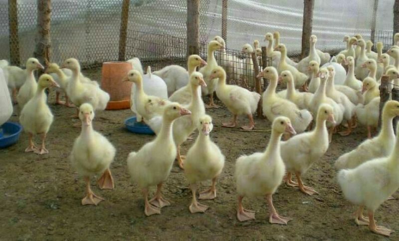 鹅苗250g以下