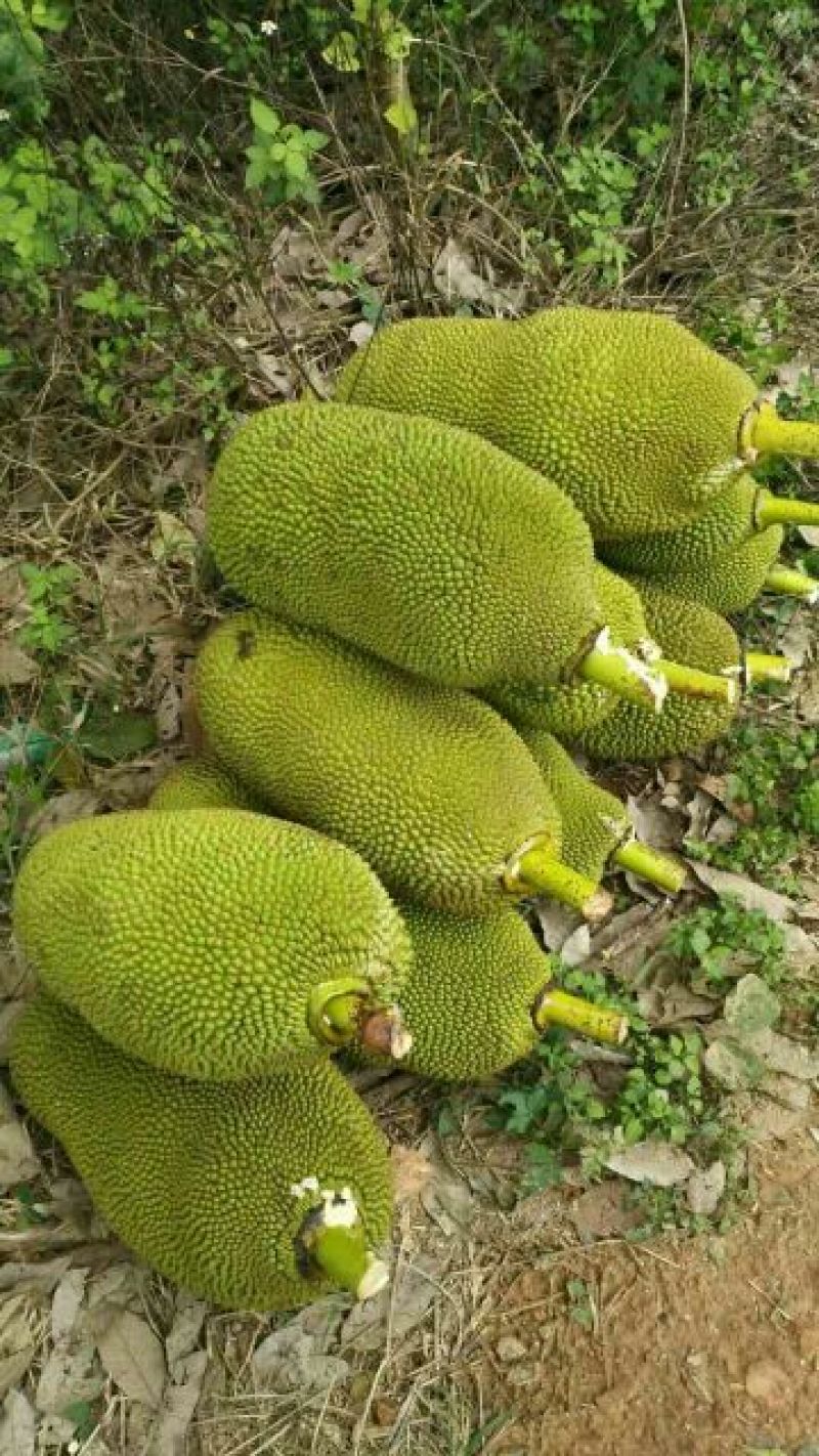 菠萝树苗