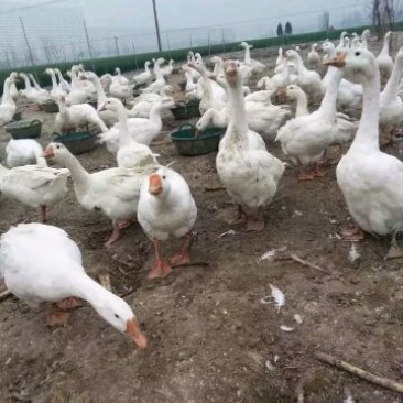 成年大白鹅肉鹅8~10斤
