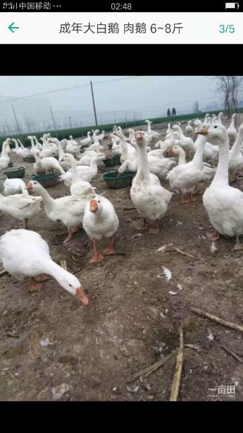 成年大白鹅肉鹅8~10斤