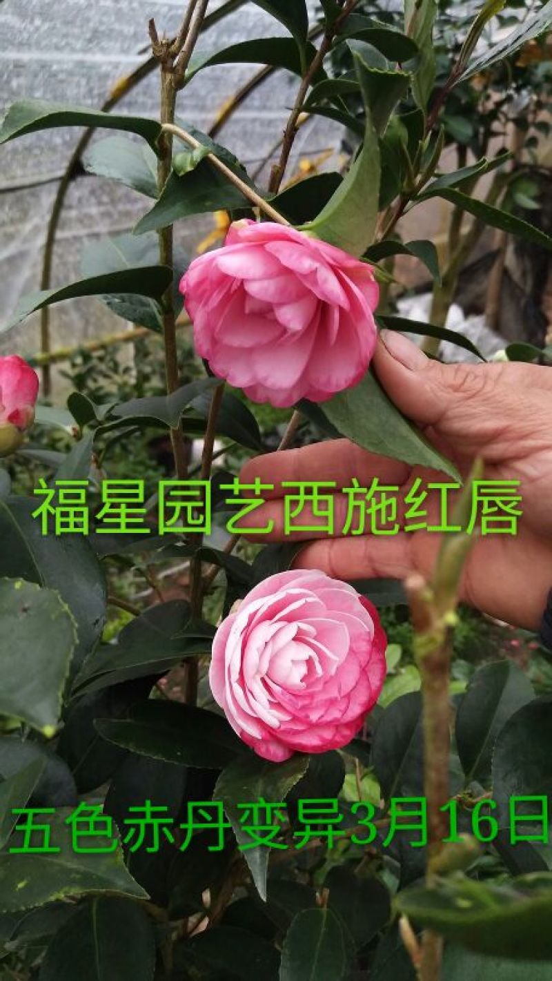 嫁接茶花原生扦插苗西施红唇