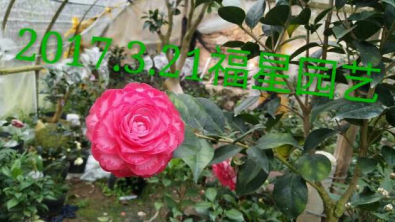 嫁接茶花原生扦插苗西施红唇