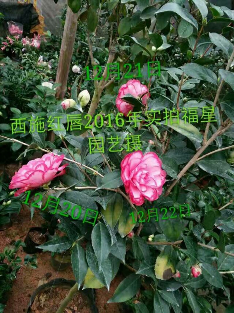 嫁接茶花原生扦插苗西施红唇