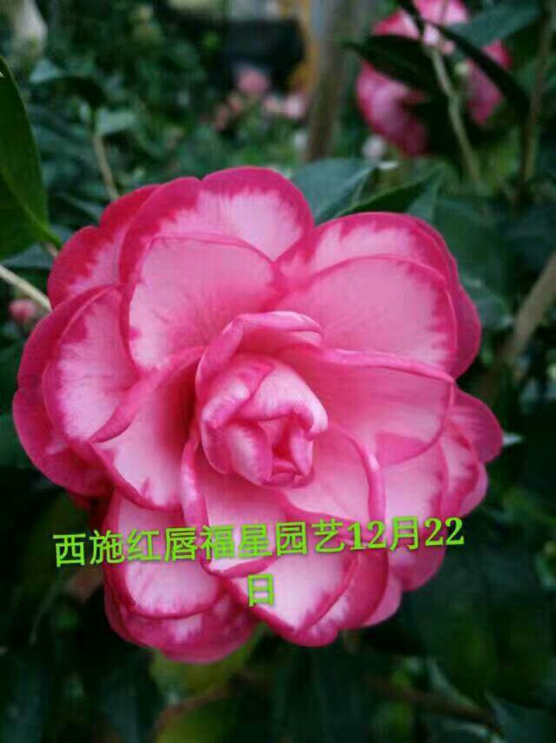 嫁接茶花原生扦插苗西施红唇