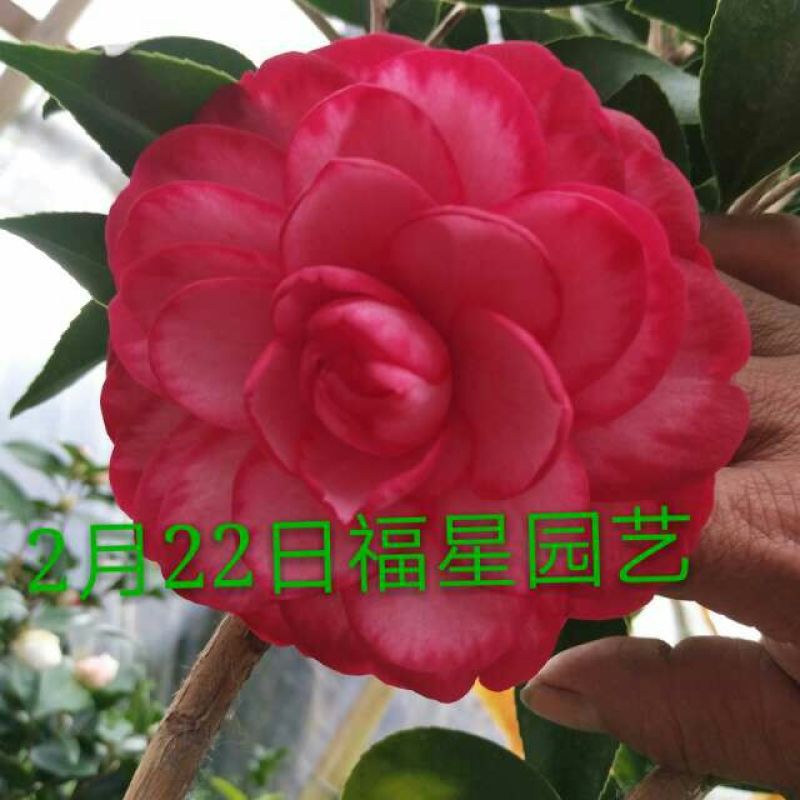 嫁接茶花原生扦插苗西施红唇