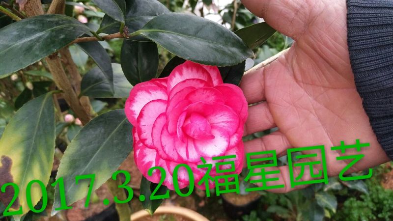 嫁接茶花原生扦插苗西施红唇