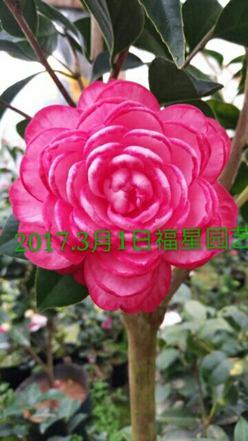 嫁接茶花原生扦插苗西施红唇