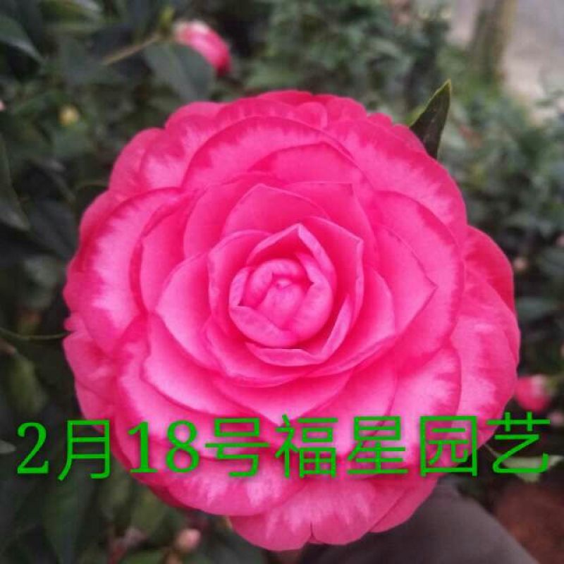 嫁接茶花原生扦插苗西施红唇