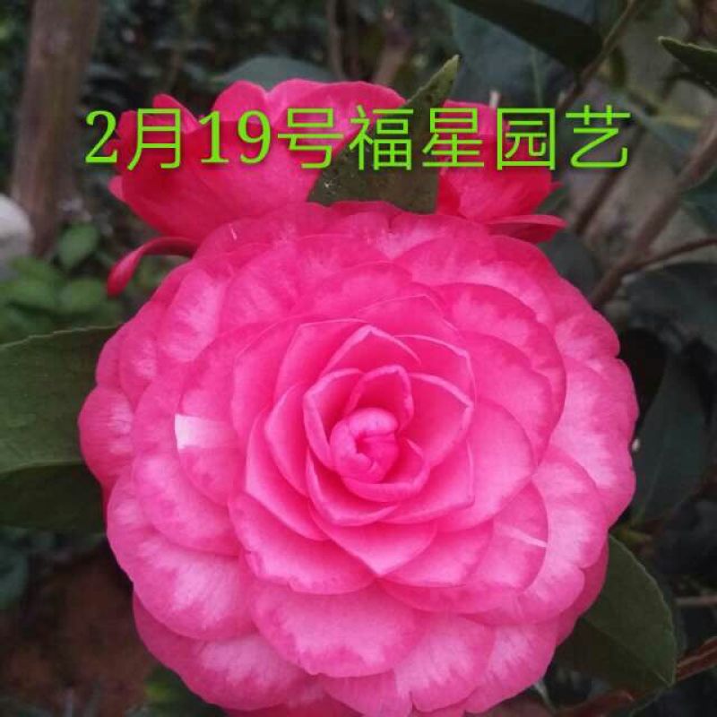 嫁接茶花原生扦插苗西施红唇