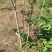 四川香椿红油香椿树51~80cm价格优惠大量供货