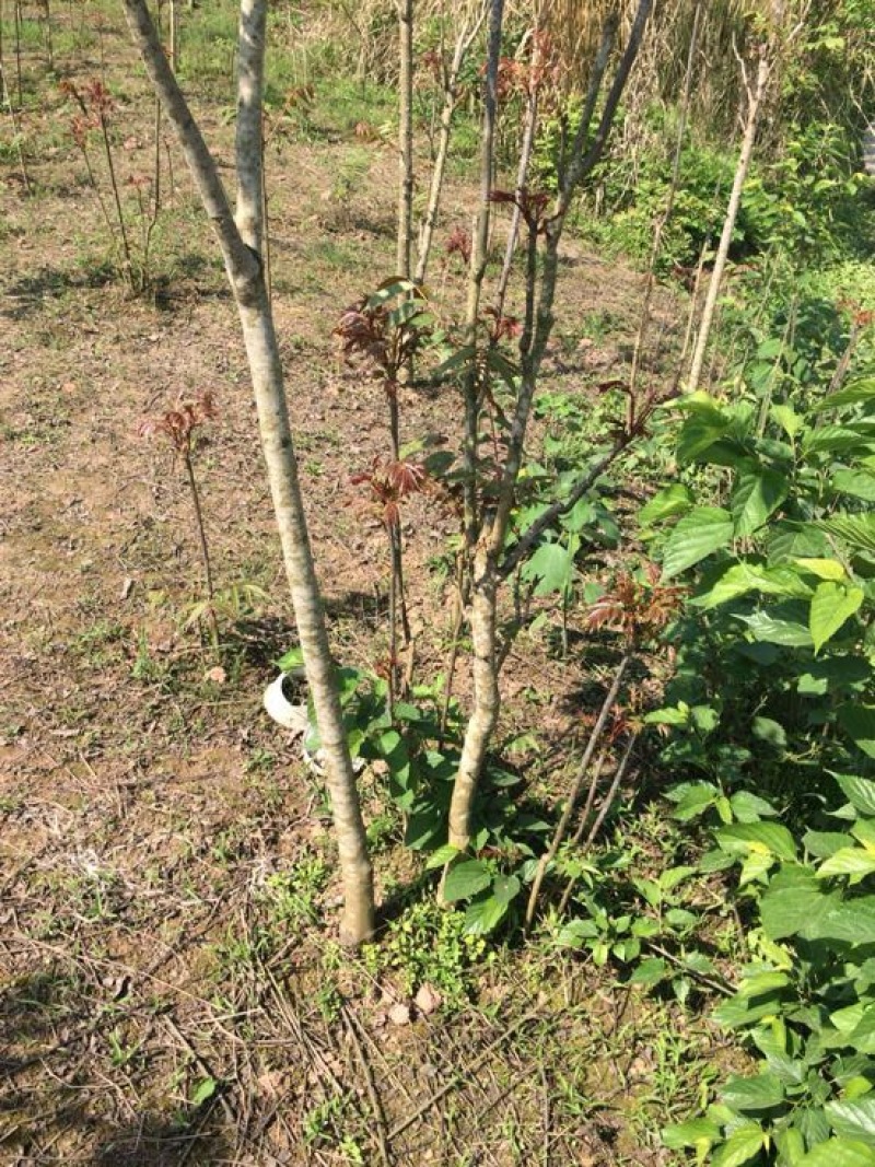 四川香椿红油香椿树51~80cm价格优惠大量供货