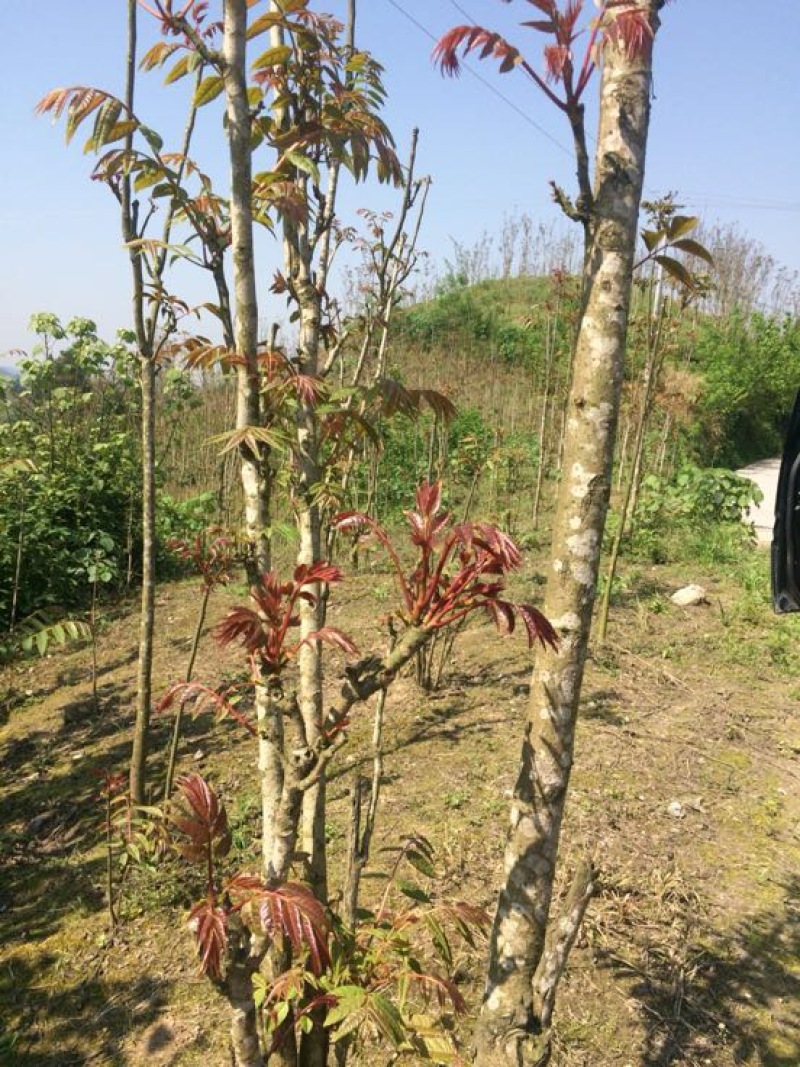 四川香椿红油香椿树51~80cm价格优惠大量供货