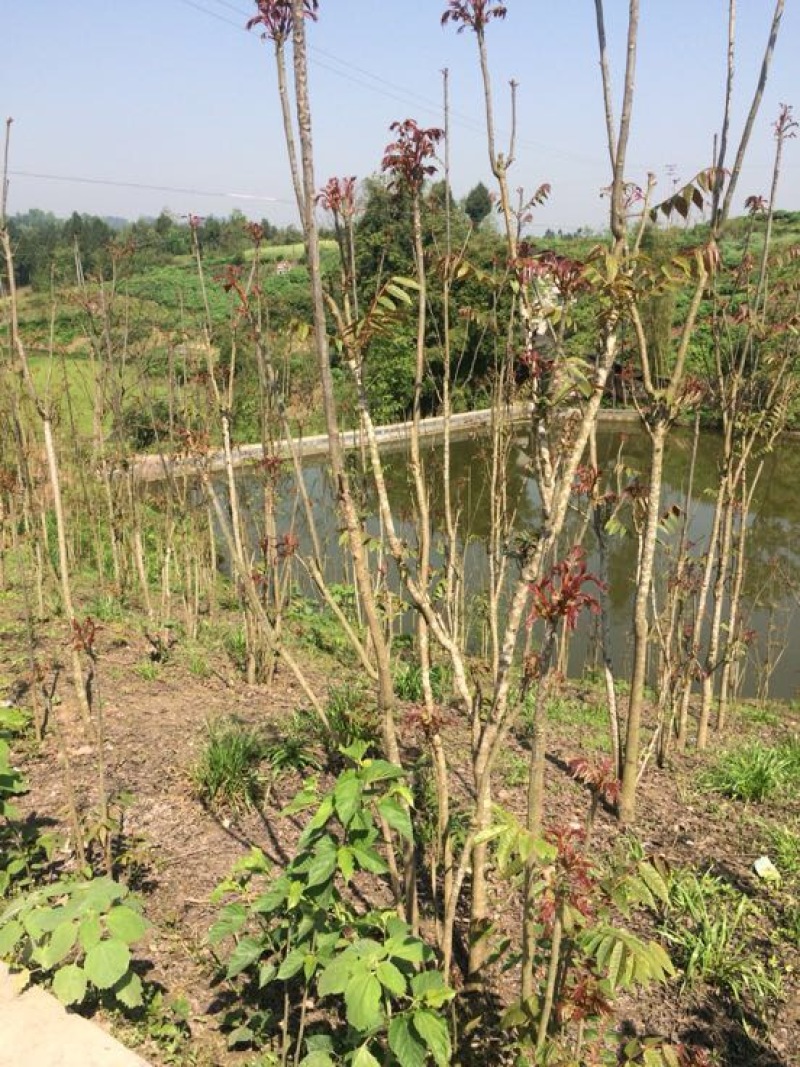 四川香椿红油香椿树51~80cm价格优惠大量供货