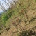 四川香椿红油香椿树51~80cm价格优惠大量供货