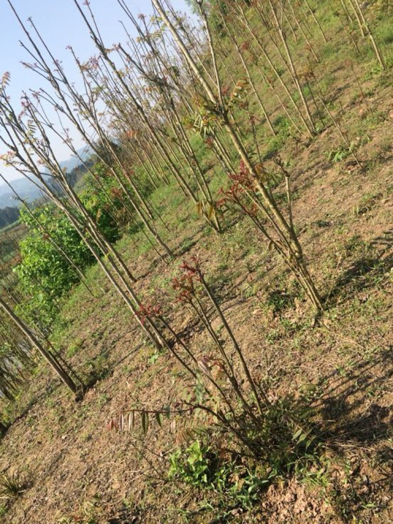 四川香椿红油香椿树51~80cm价格优惠大量供货