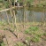 四川香椿红油香椿树51~80cm价格优惠大量供货