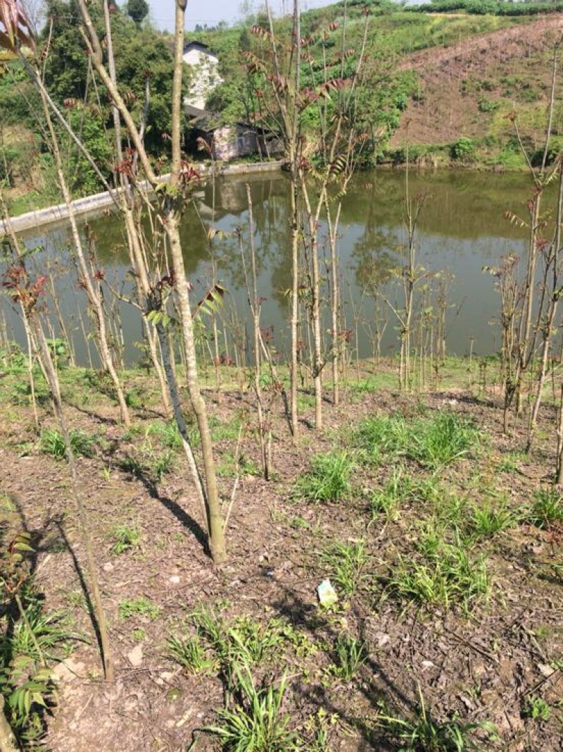 四川香椿红油香椿树51~80cm价格优惠大量供货