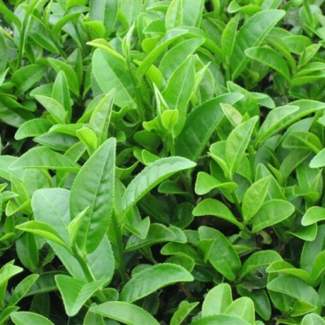 绿茶一级