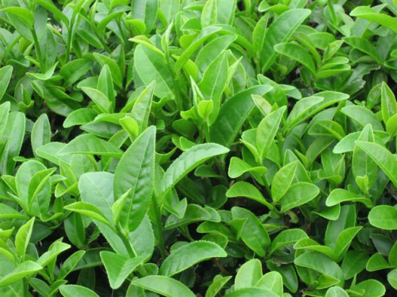 绿茶一级