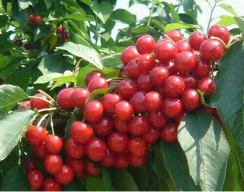 美早樱桃苗2年80cm以上