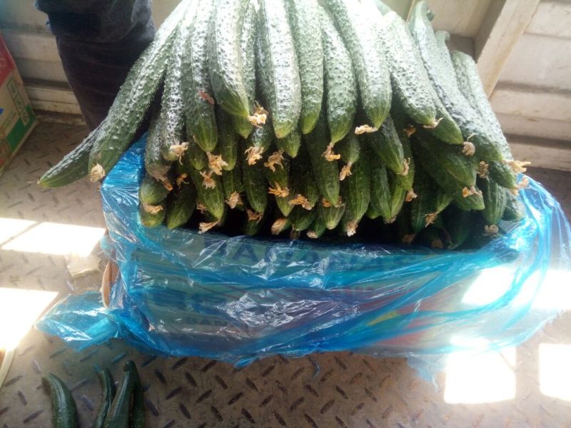 刺黄瓜干花带刺22~25公分