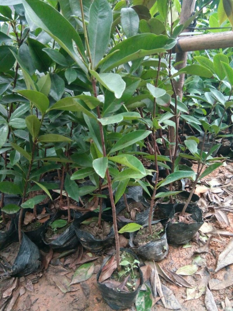 樱桃树苗1年30~50cm高