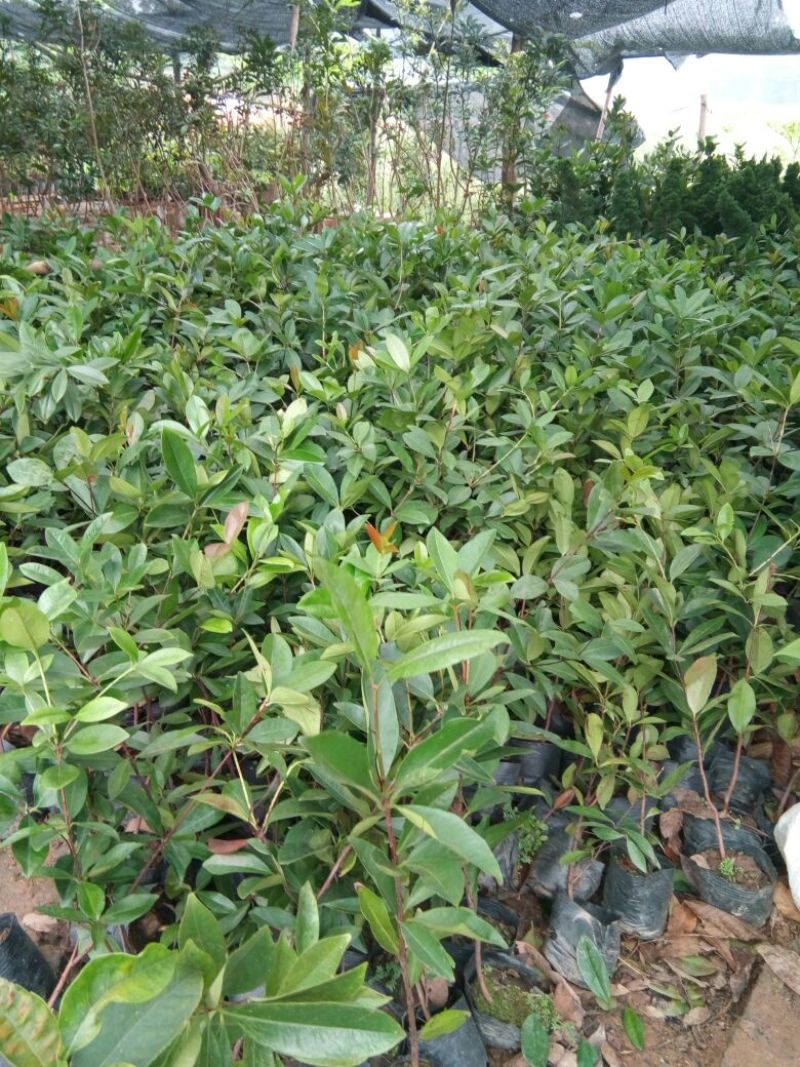 樱桃树苗1年30~50cm高