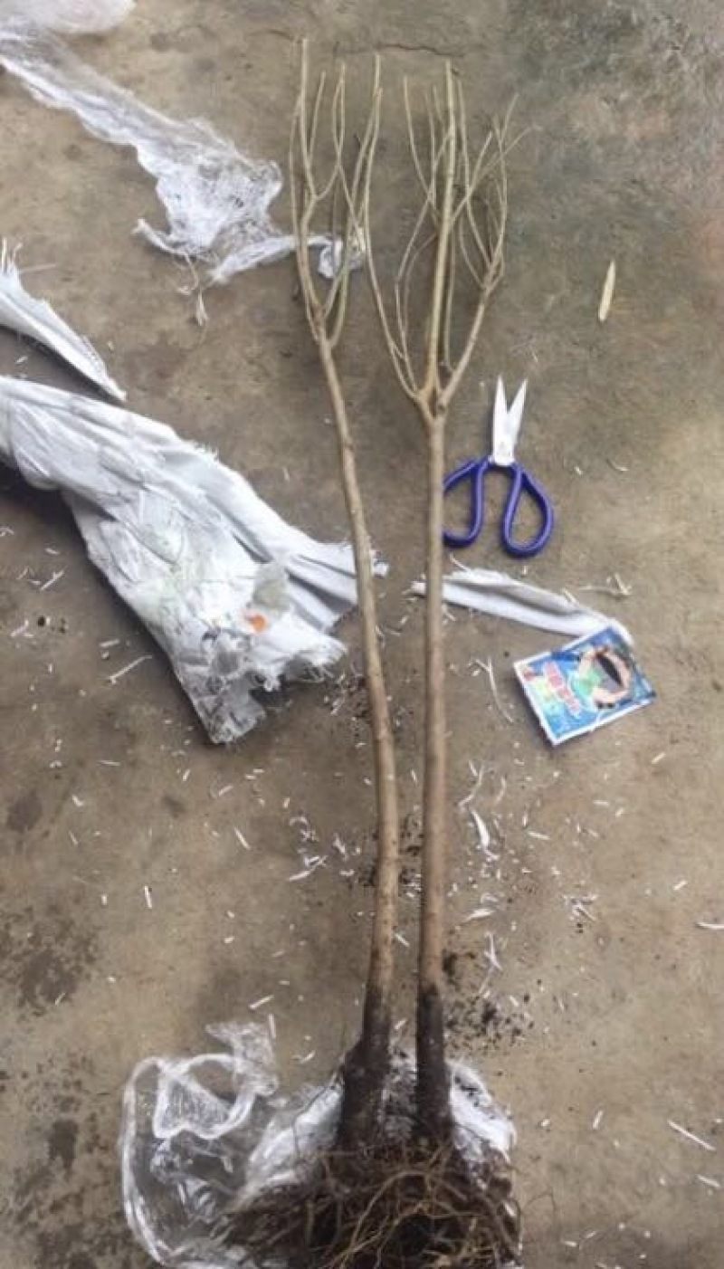 突尼斯软籽石榴树苗