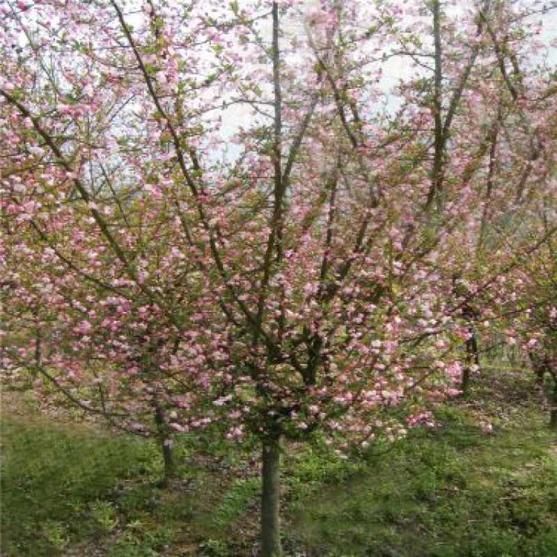 垂丝海棠4~6cm4cm以下4~6cm