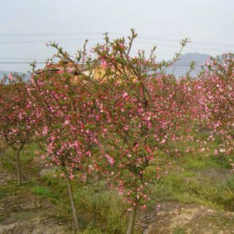 垂丝海棠4~6cm4cm以下4~6cm