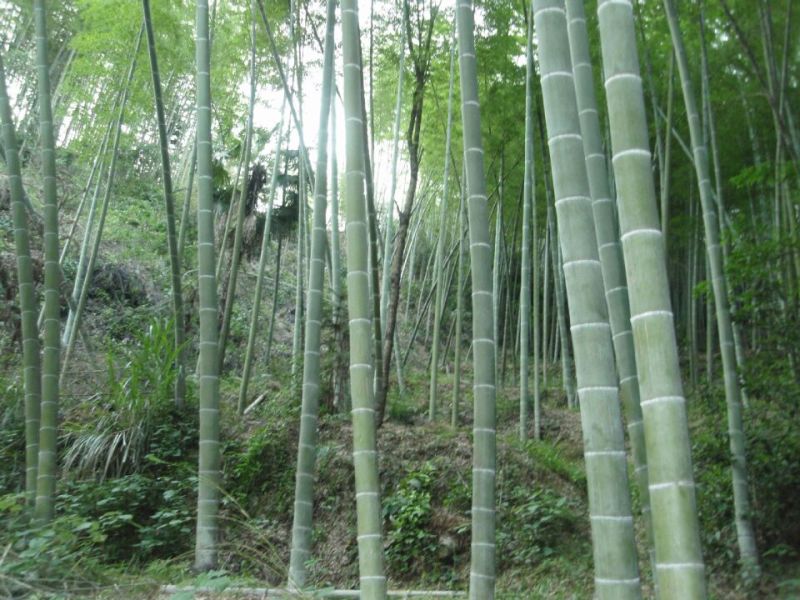 竹子7~8m