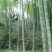 竹子7~8m