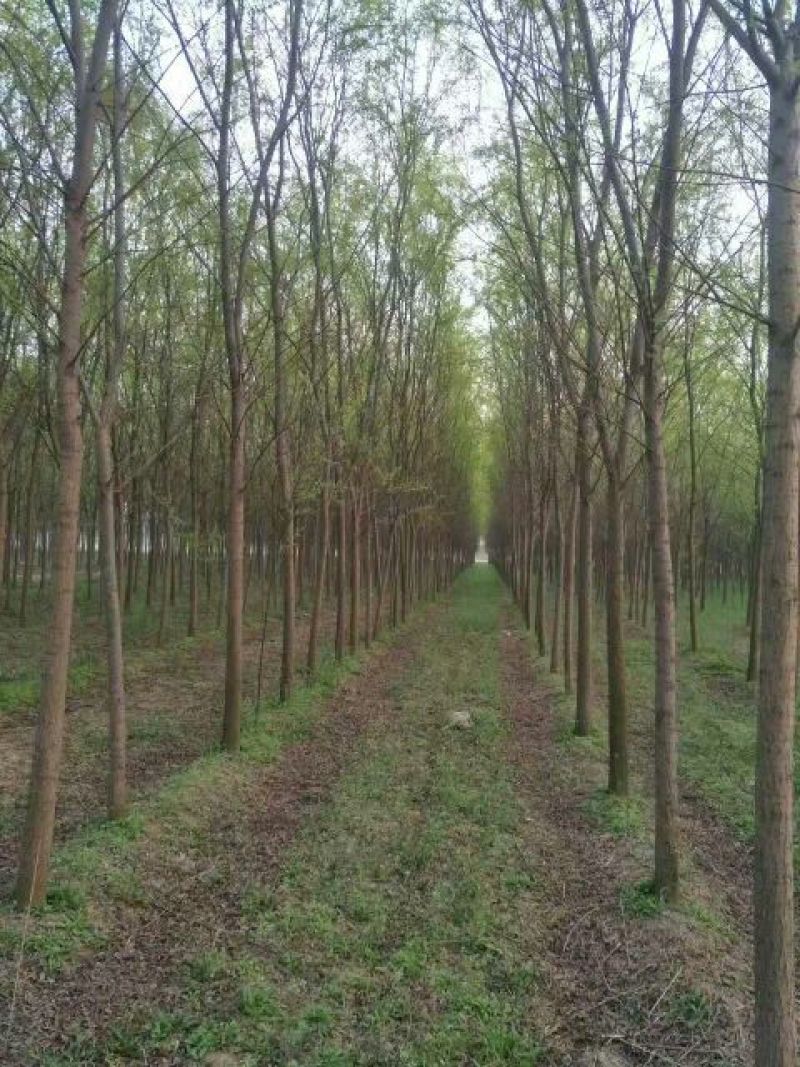柳树10~12cm10~12cm3~3.5米