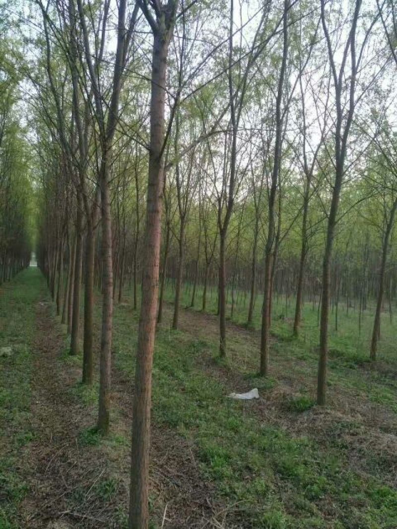 柳树10~12cm10~12cm3~3.5米