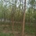 柳树10~12cm10~12cm3~3.5米