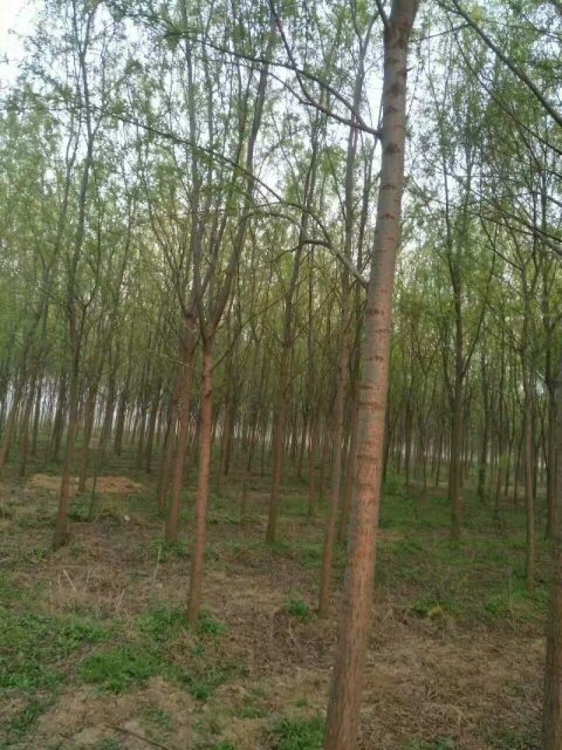 柳树10~12cm10~12cm3~3.5米