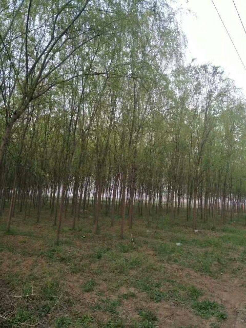 柳树10~12cm10~12cm3~3.5米