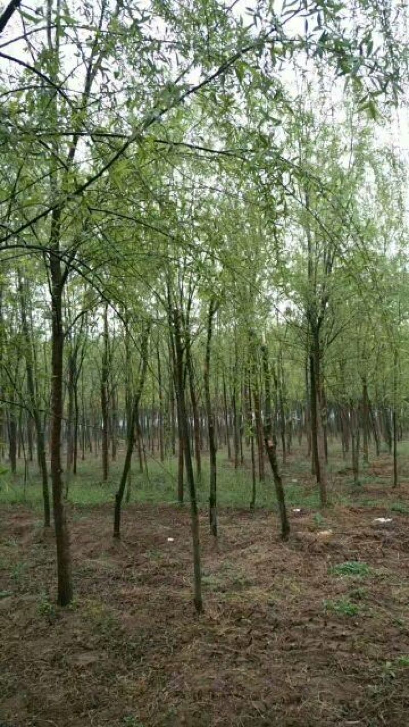 柳树10~12cm10~12cm3~3.5米