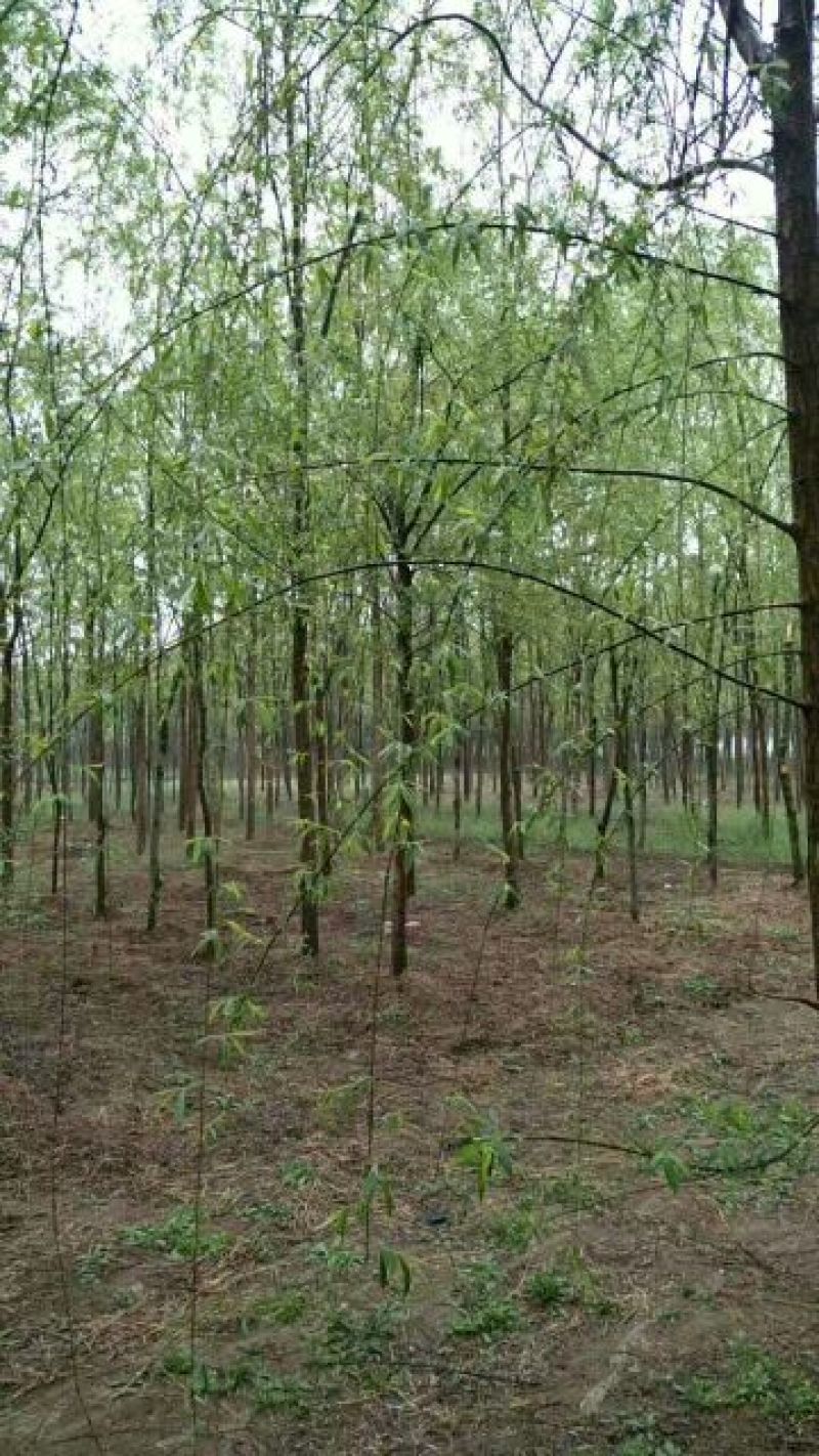 柳树10~12cm10~12cm3~3.5米