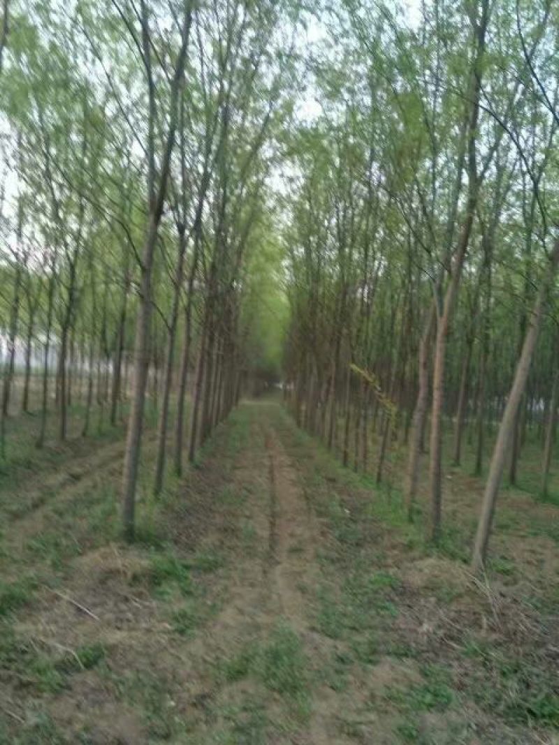 柳树10~12cm10~12cm3~3.5米